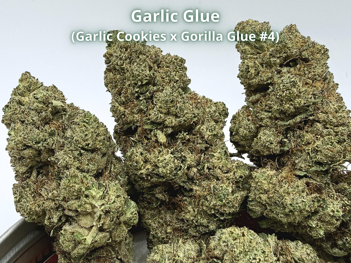 Premium Garlic Glue THCa hemp flower