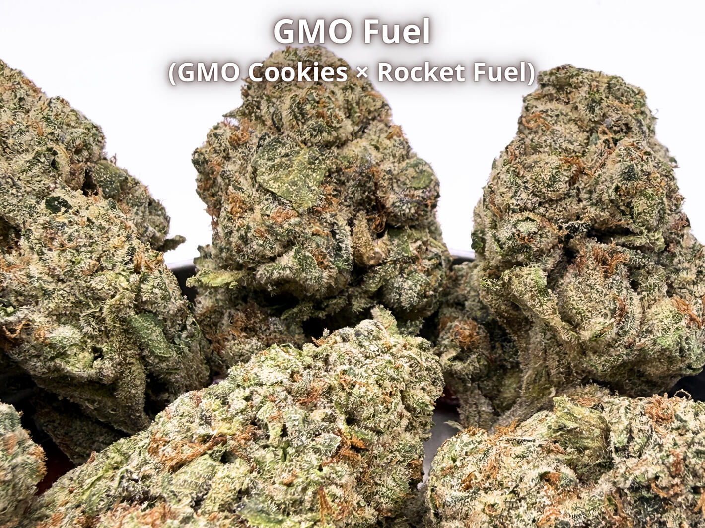 GMO Fuel THCa Flower Premium Runtz Carlton THCa hemp flower
